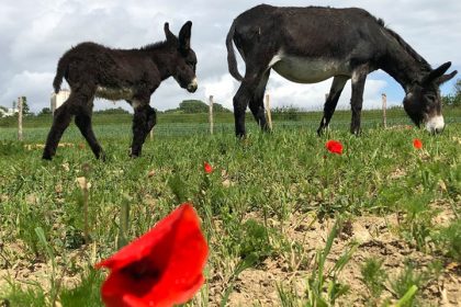 Anniversaire enfants CPN coquelicots