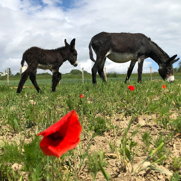 Anniversaire enfants CPN coquelicots